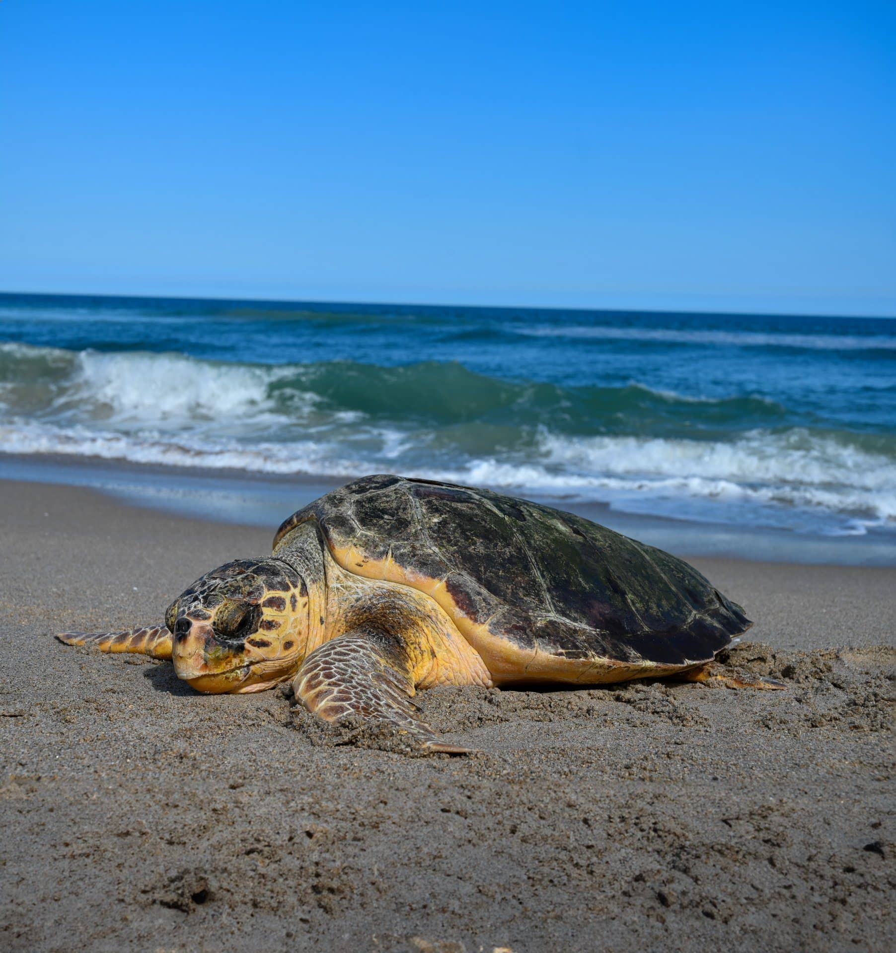 Loggerhead Marine Center