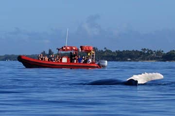 Whale Watching Expeditions