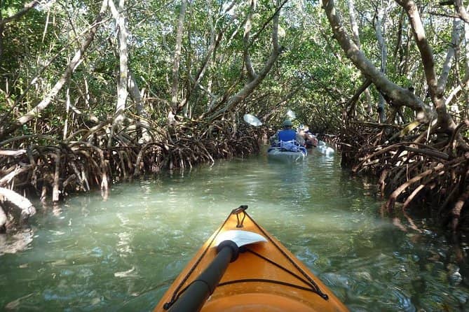 Kayaking in the Mangroves