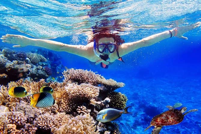 Menjangan Island Snorkeling