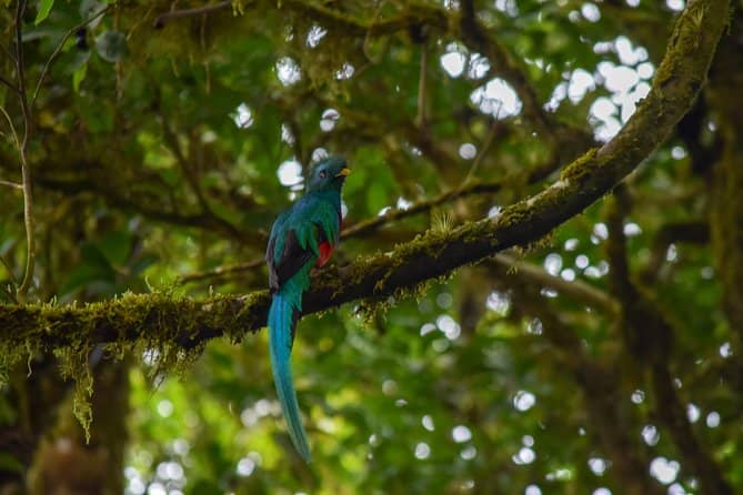 Diverse Birdlife