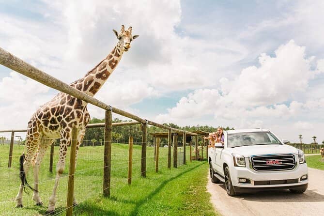 Drive-Thru Safari