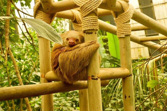 Sloth Sanctuary