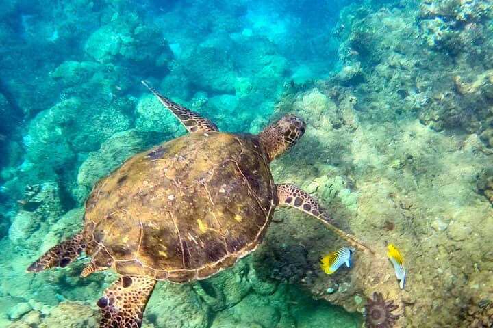 Snorkeling Opportunities