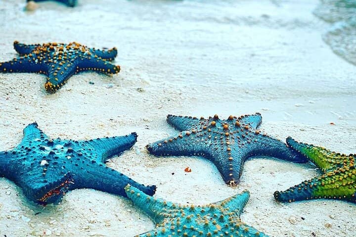Snorkeling and Marine Life