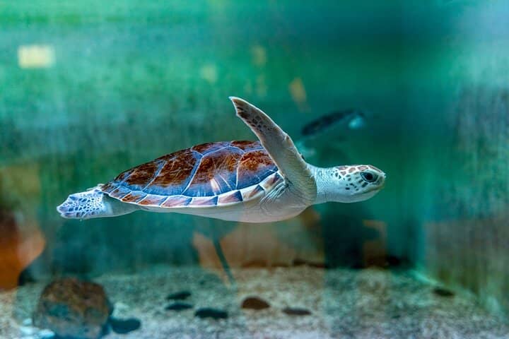 White Turtle Encounter