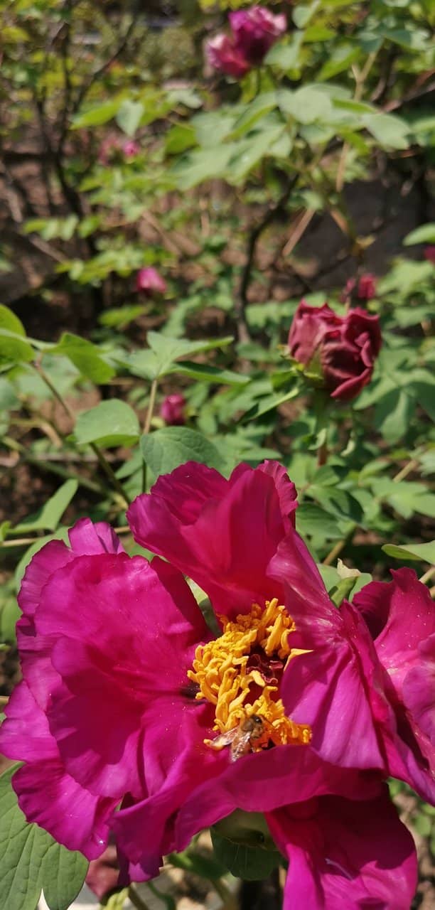 Ancient Peony Tree