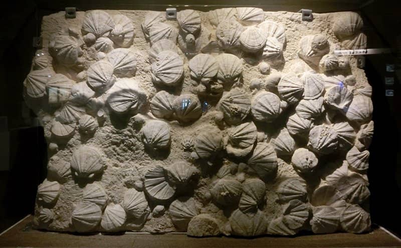 Unique Marine Specimens