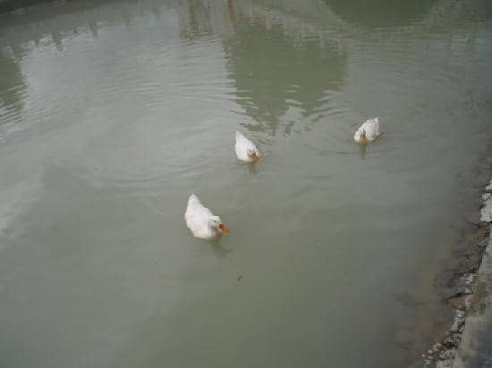 Reed Marshes and Peat Bogs