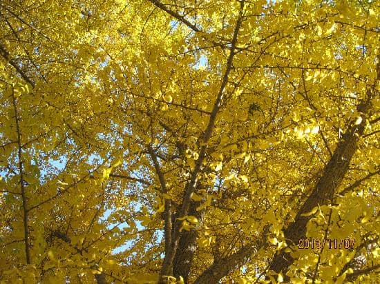Forbidden City's Golden Leaves