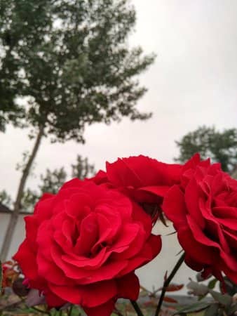 Traditional Courtyard Charm