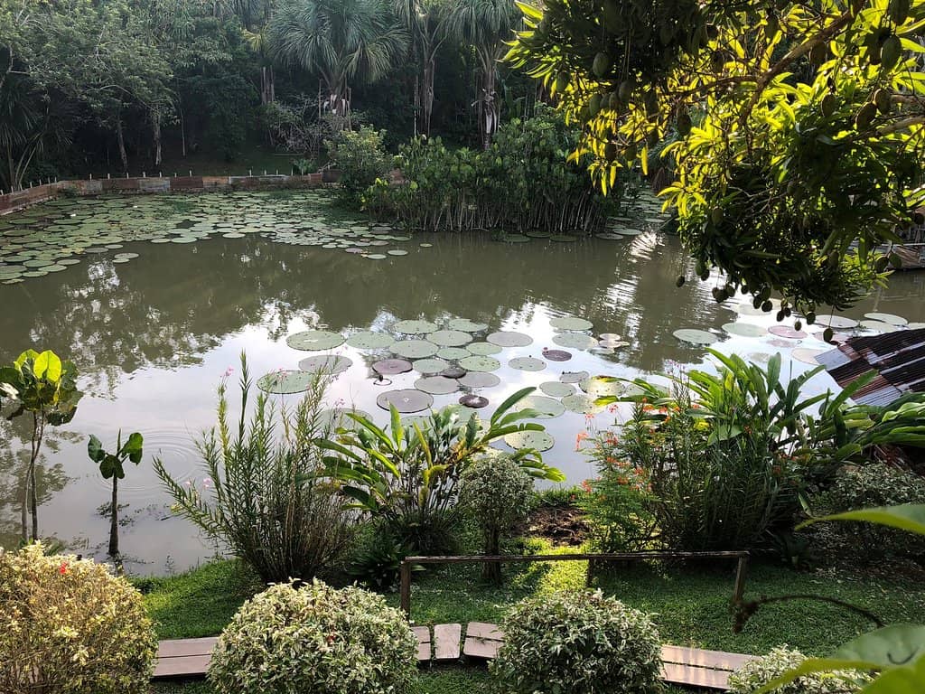 Amazonian Wildlife Encounters