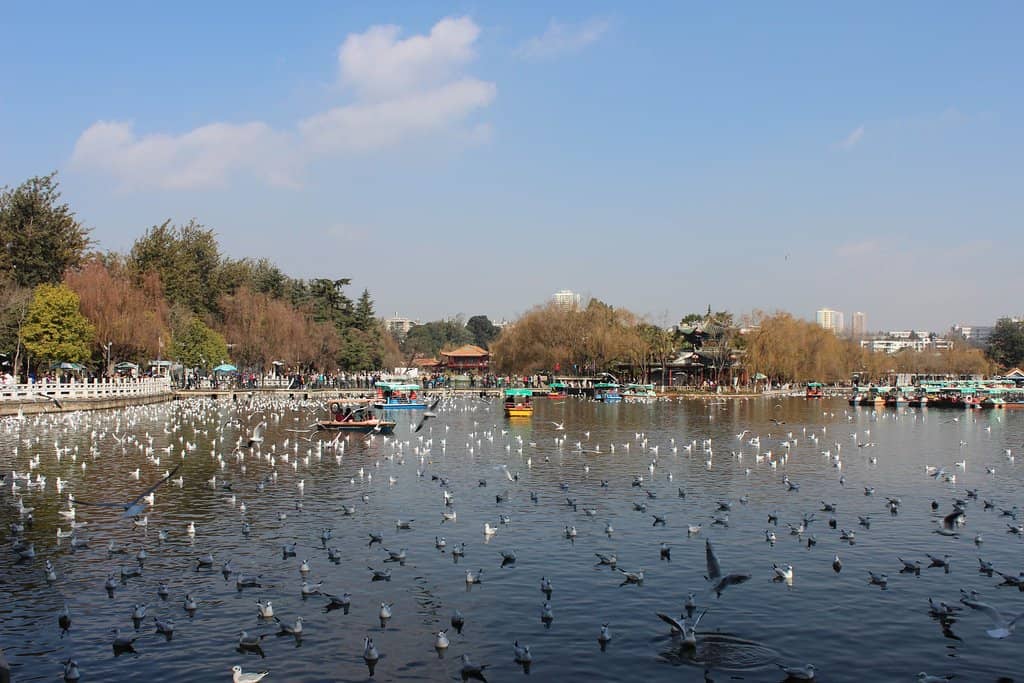 Migratory Seagull Spectacle