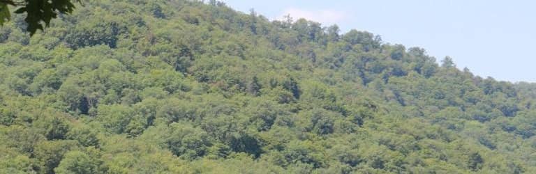 Perseid Meteor Shower