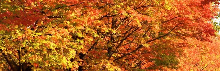 Bird Island Boardwalk
