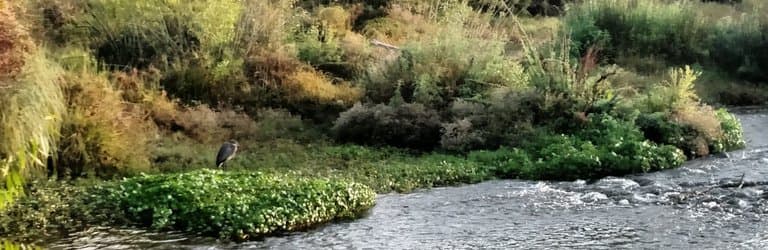 Peacocks at Hart Park