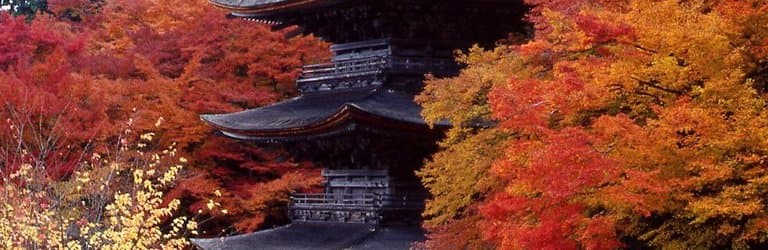 金剛院全紅景色