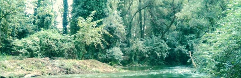 Fairytale Forest Event