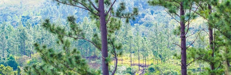 Ancient Trees & Biodiversity
