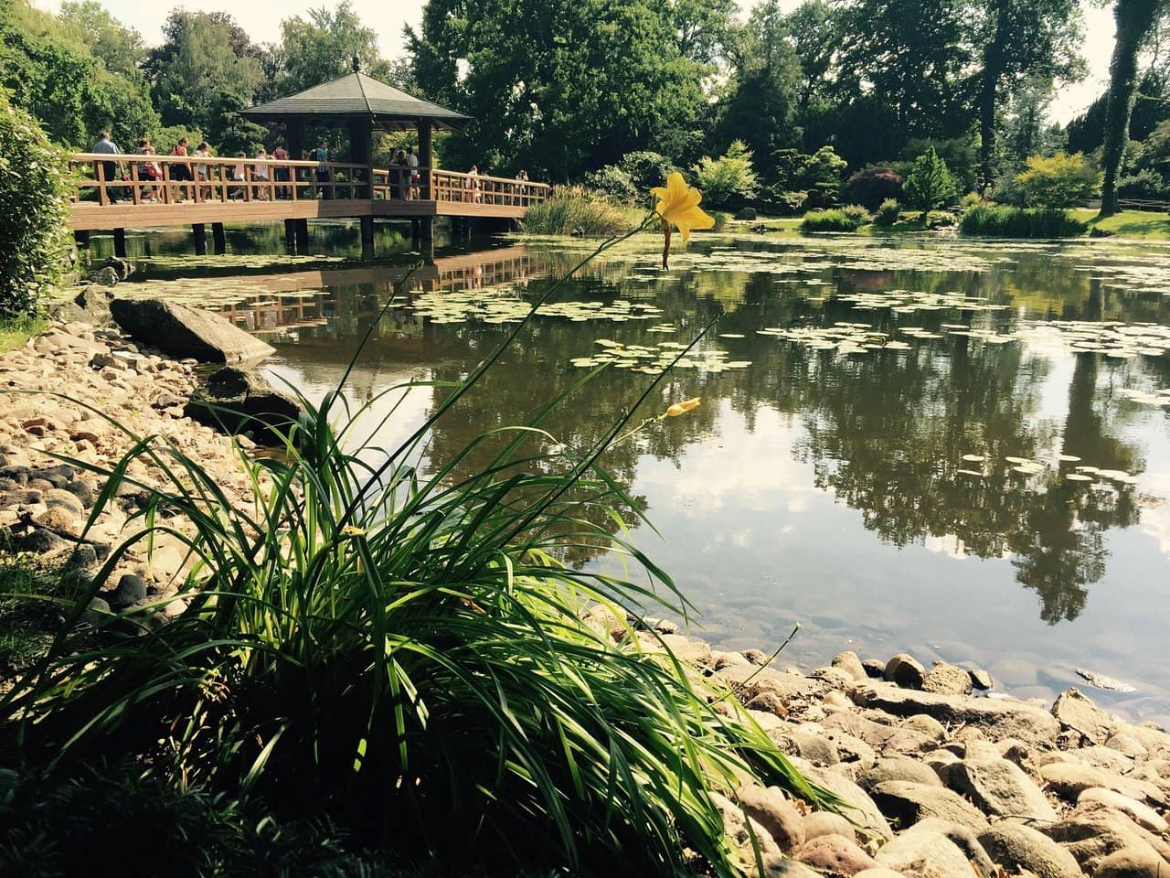 Lush Greenery and Ponds