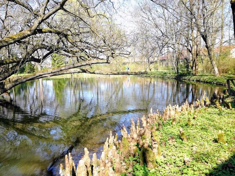 Modified aerial roots