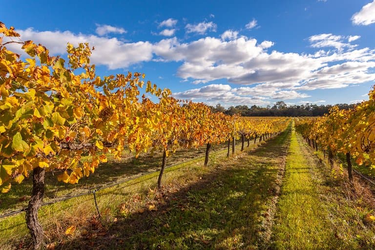 Glorious autumnal grapevines