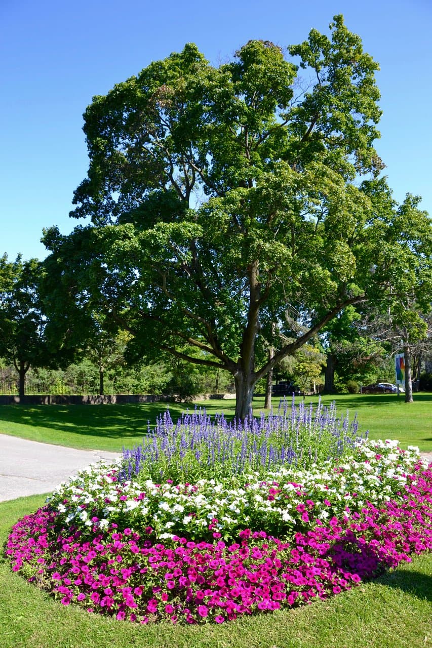 Trees and gardens