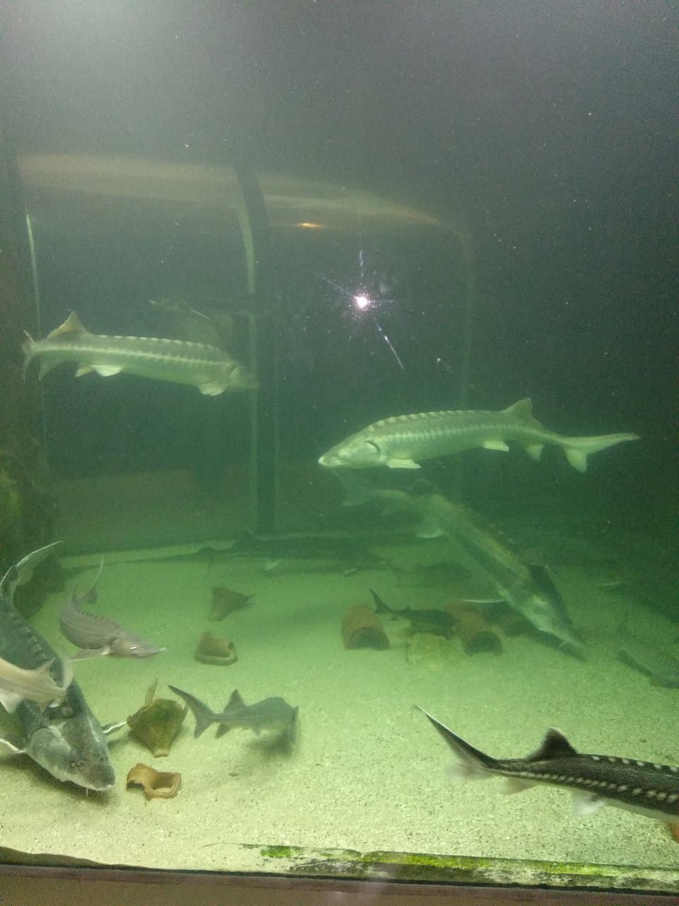 sturgeon