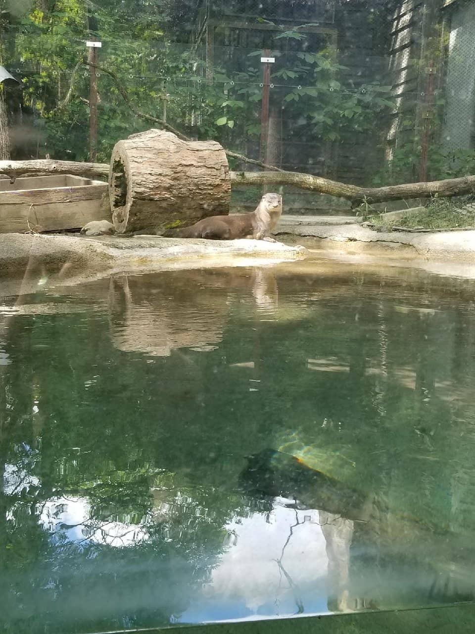 Majestic Rhinos