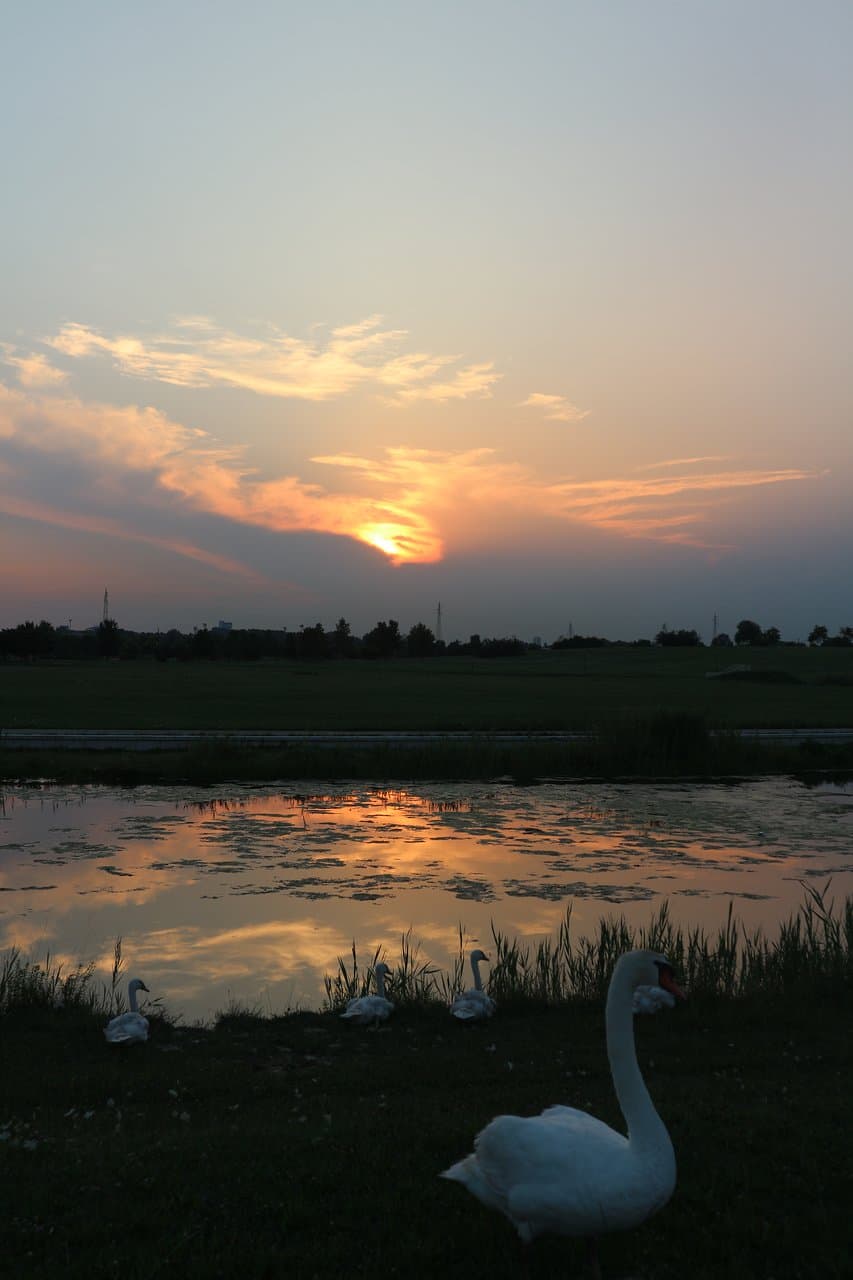 Parco san Giuliano. Cigni reali al tramonto