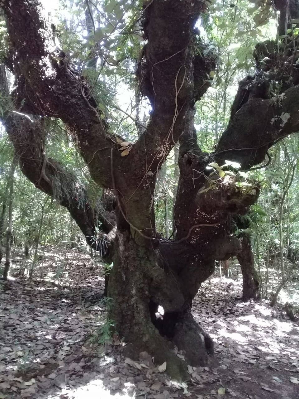 Mountain Trails