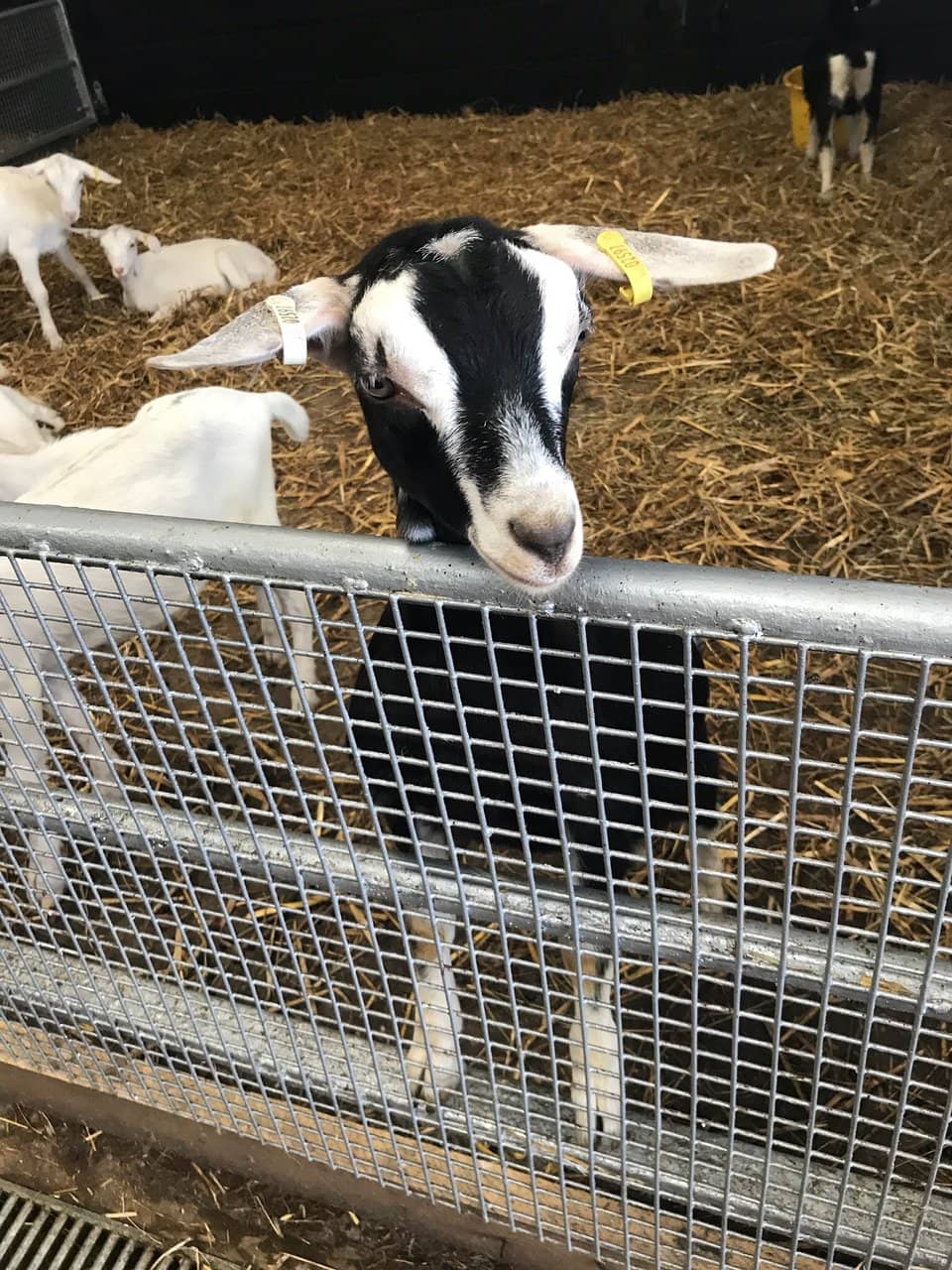 Animal Talks and Encounters