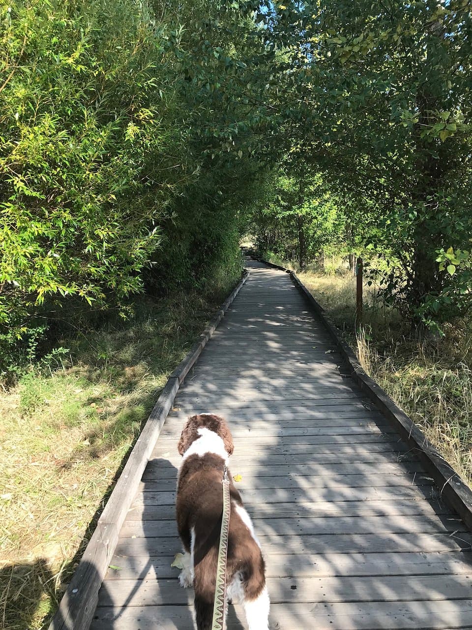 Dogs must be on a leash but this made for a very happy pup