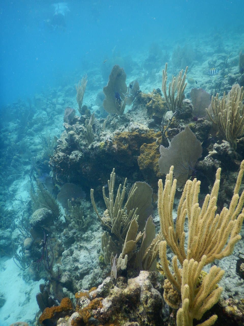 Underwater landscape