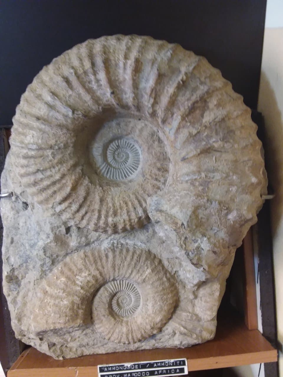 Ammoniti africane del Marocco