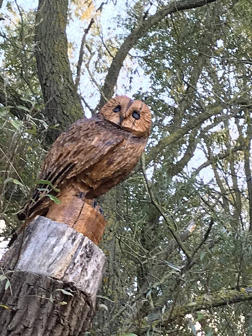 Beaver Pool & Wildlife