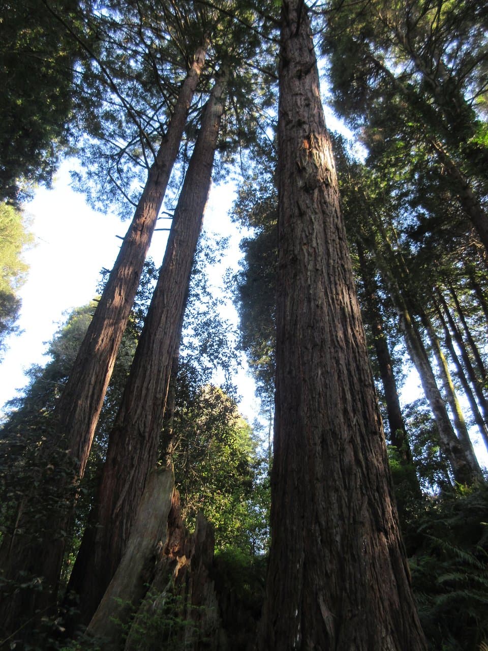 Redwoods