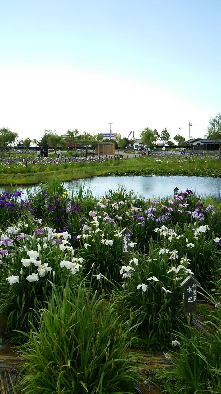 水郷佐原あやめパーク