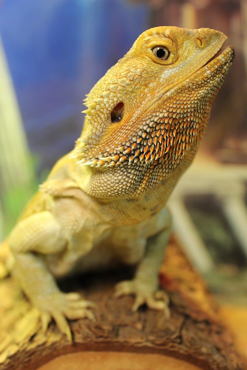 We are home to over 30 animals!