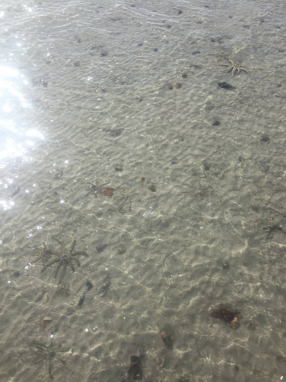 Floating Food & Drink Boats