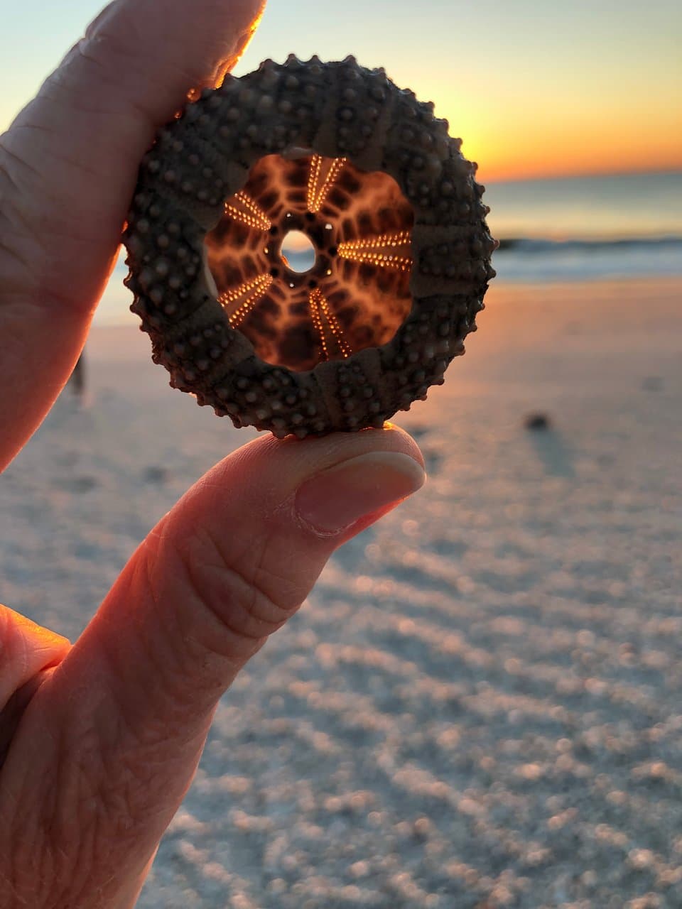 Sea Urchin Sunset