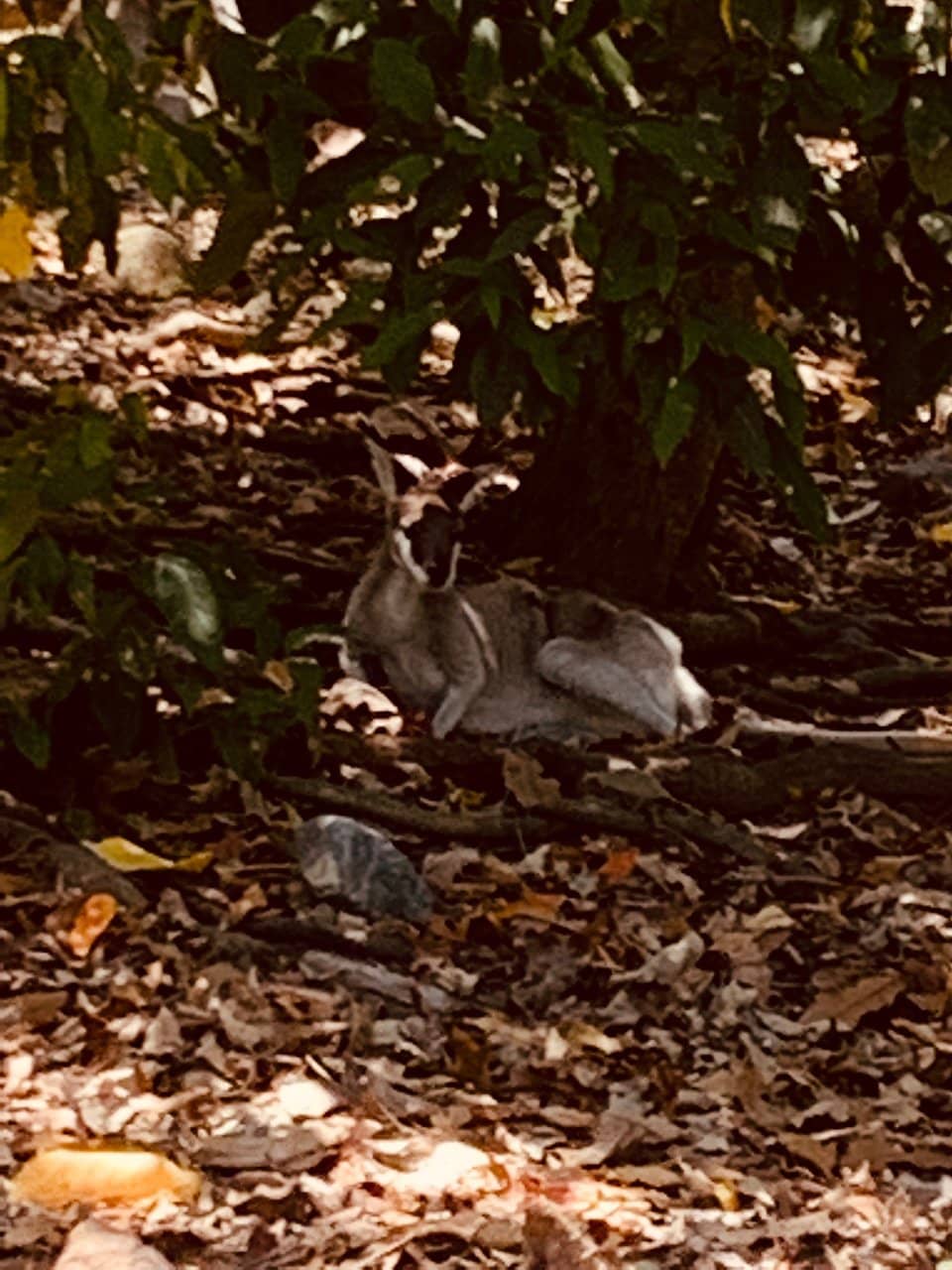 Walkabout Creek Cafe