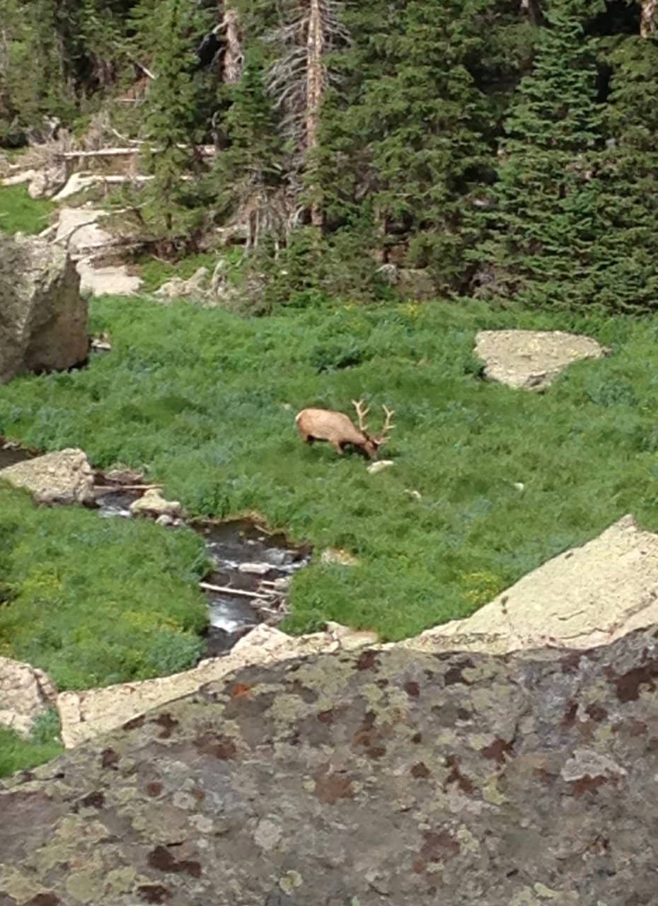 Timberline Falls
