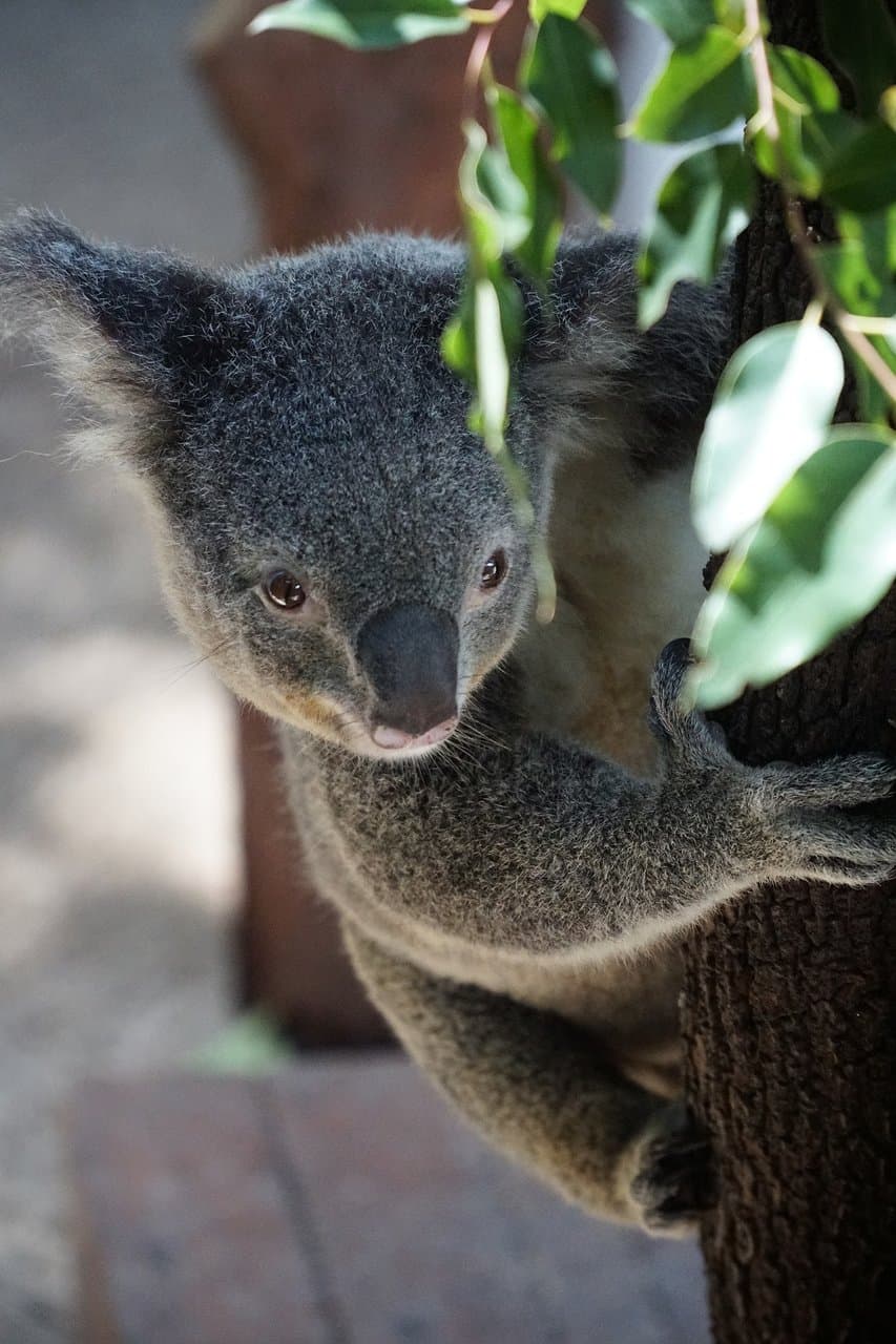 Kuranda Koala Gardens