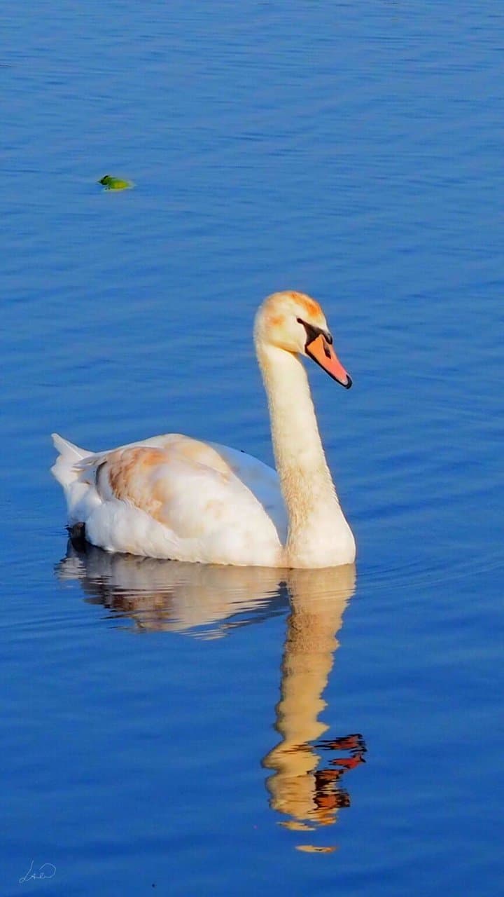 Shapwick Heath National Nature Reserve