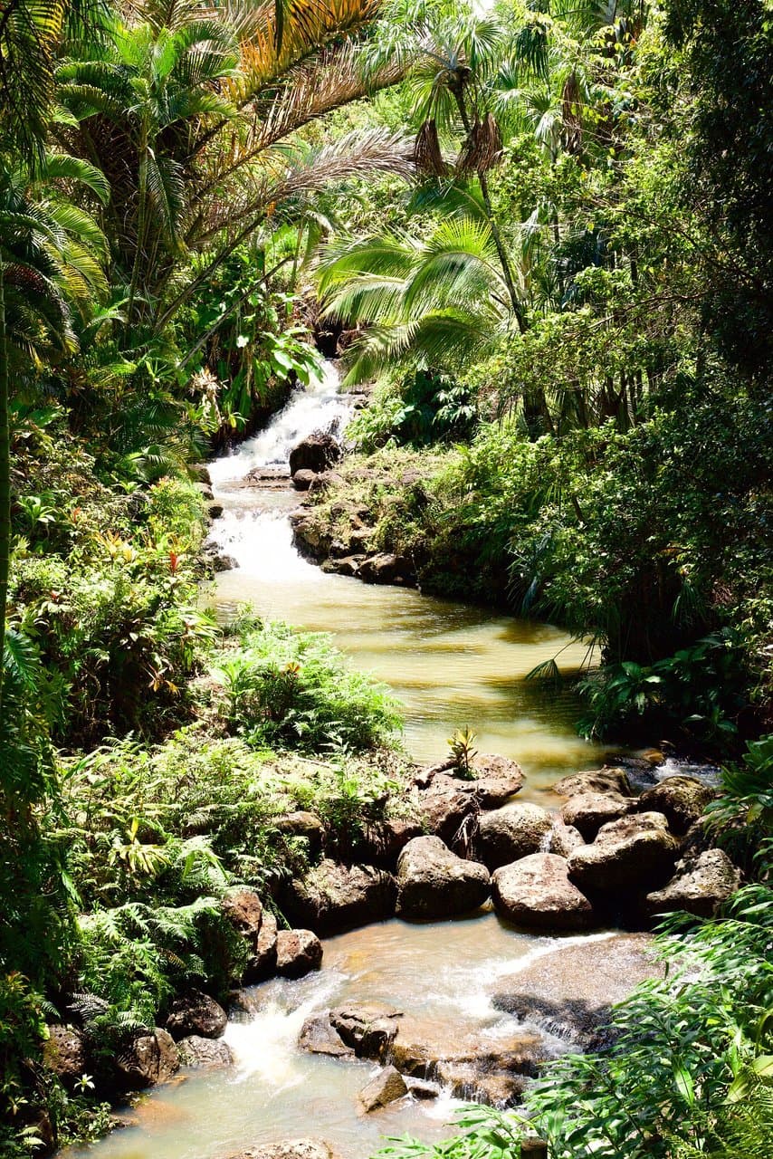 Princeville Botanical Gardens Kauai