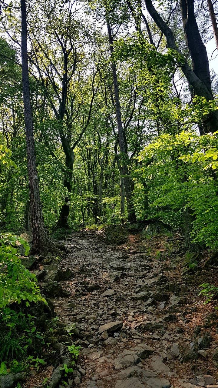 Diverse Wildlife Habitats