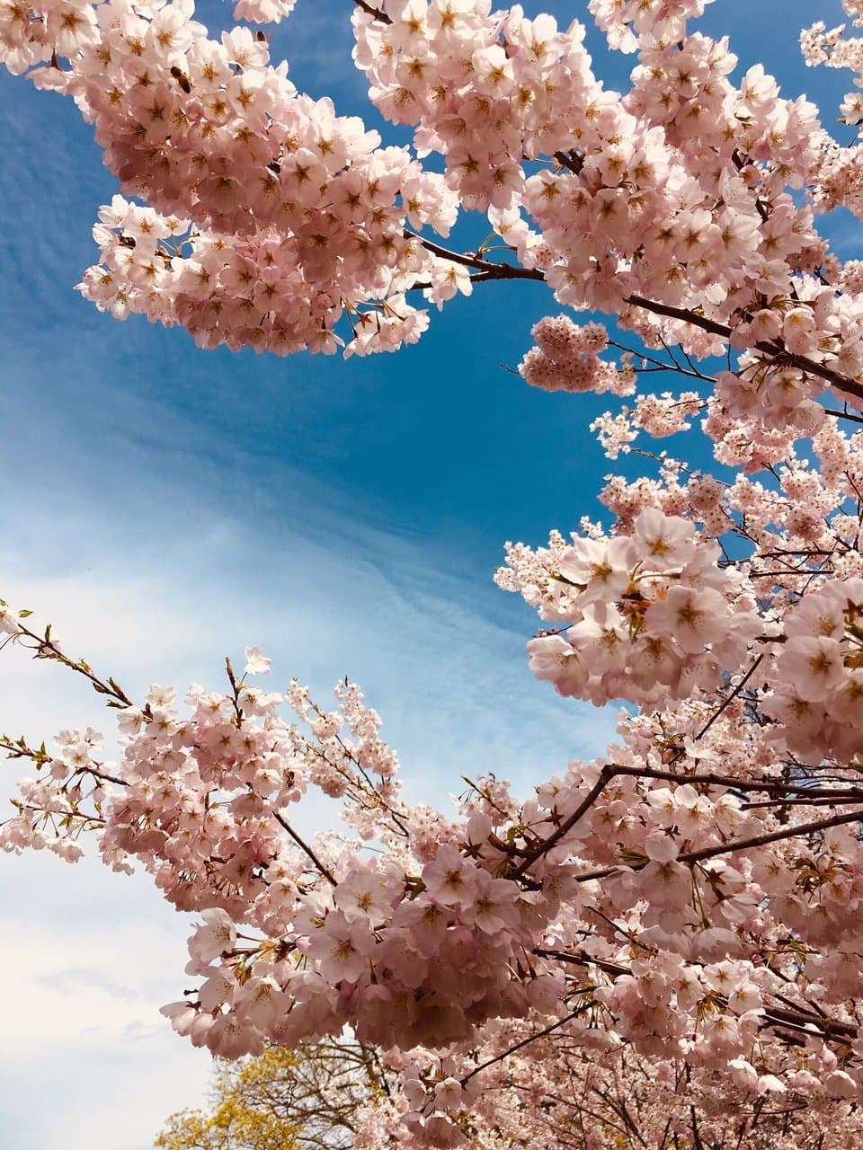 Trinity Bellwoods Park Toronto