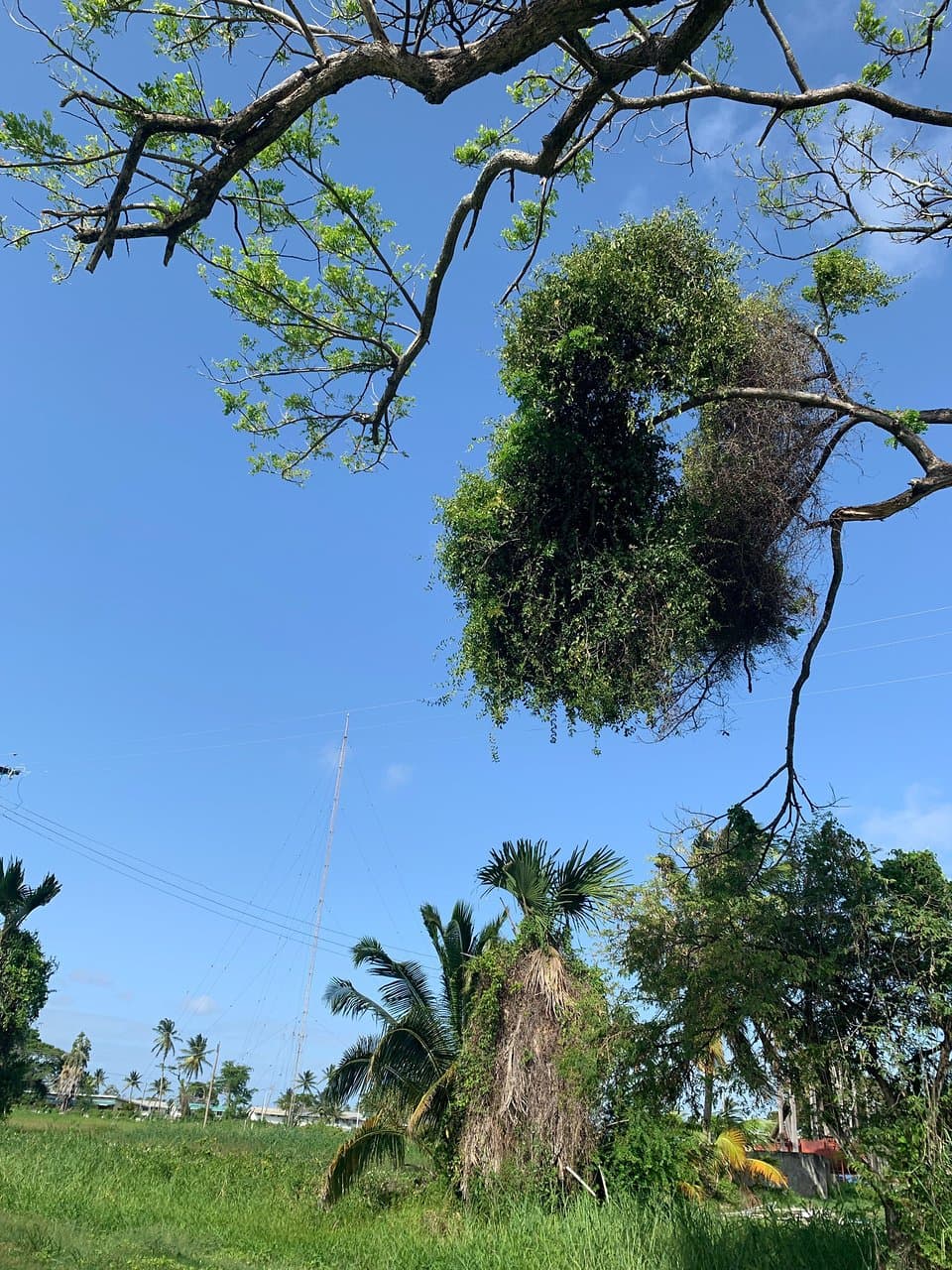 The trees have a plague "MATAPALO" is a parasit that is killing the trees and is already in many of them, of different species, when they are going to prune them? What are you going to do ???? They are going to run out of trees!