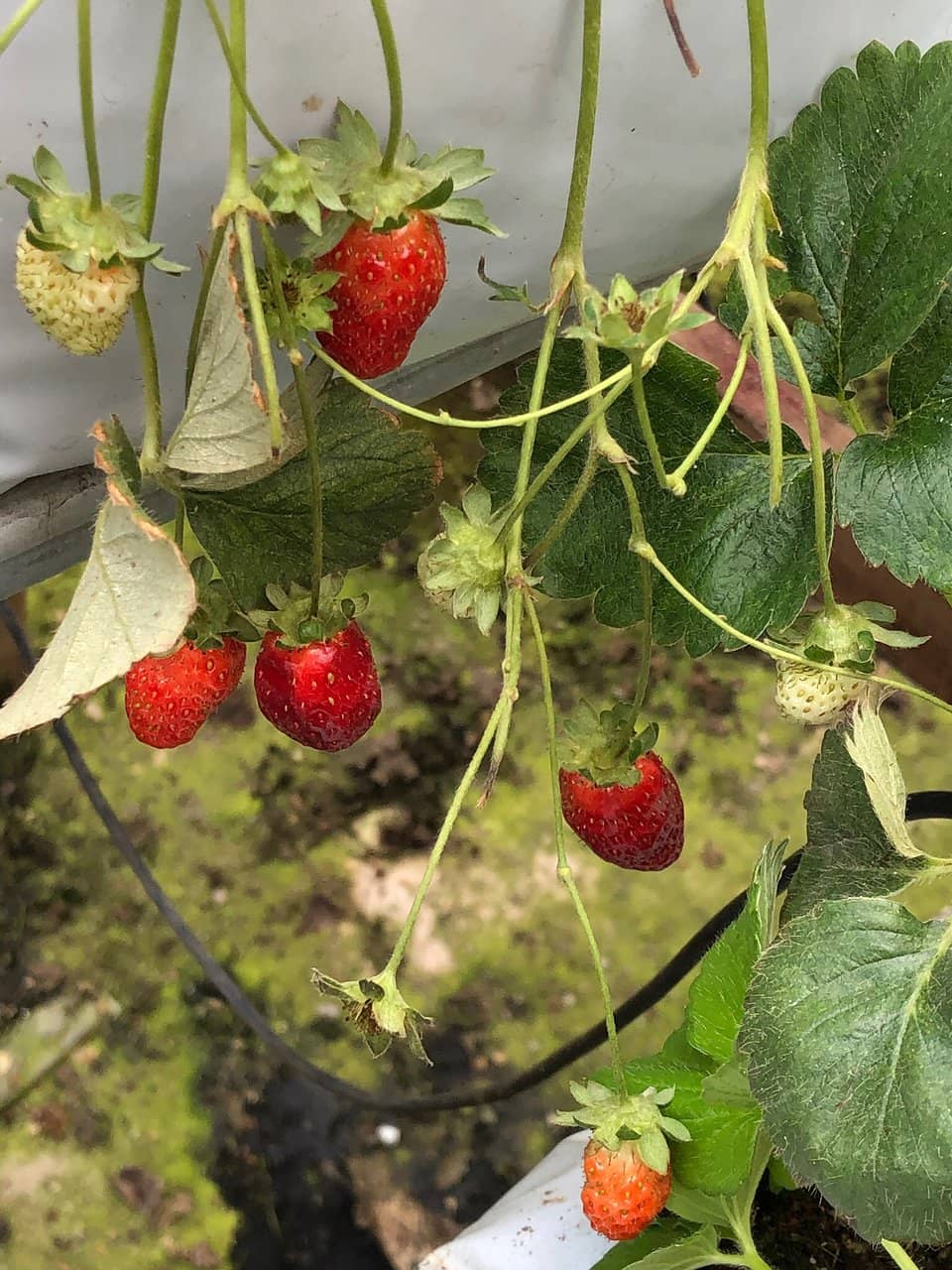 Cacti and Plant Displays